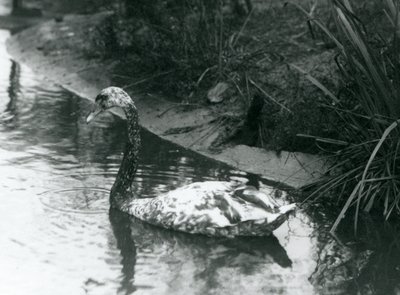 Kříženec labutě němé x černé plavající v rybníce v londýnské zoo v roce 1927. od Frederick William Bond