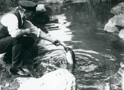 Chovatel, který krmí ryby mladého tuleně obecného v jeho bazénu v londýnské zoo, červen 1914 od Frederick William Bond