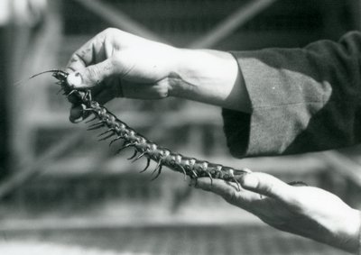 Ošetřovatel držící v rukou obří stonožku, Londýnská zoo, 1927 od Frederick William Bond