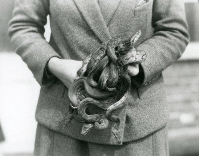 Chovatel držící uzel mladého královského nebo Ball Python v londýnské zoo v roce 1931 (černobílá fotografie) od Frederick William Bond