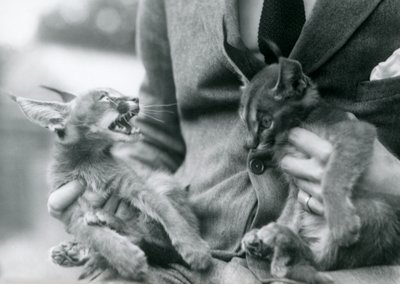 Chovatel držící pár koťat Caracal na klíně, London Zoo, 1924 od Frederick William Bond