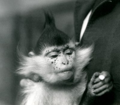 Ošetřovatel drží Pihy, černý chocholatý nebo Kongo Mangabey, Londýnská zoo, 1924 od Frederick William Bond
