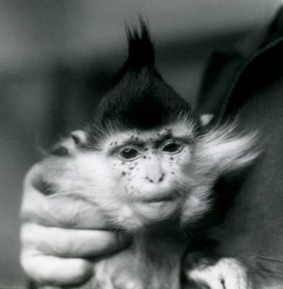 Ošetřovatel drží Pihy, černý chocholatý nebo Kongo Mangabey, Londýnská zoo, 1924 od Frederick William Bond
