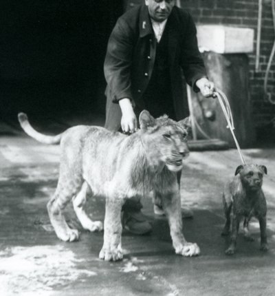 Ošetřovatel na procházce se psem a mladým lvem, Londýnská zoo, srpen 1925 (černobílá fotografie) od Frederick William Bond