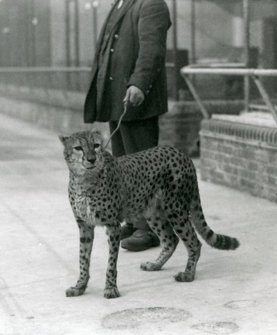 Chovatel s gepardem na vodítku, londýnská zoo od Frederick William Bond