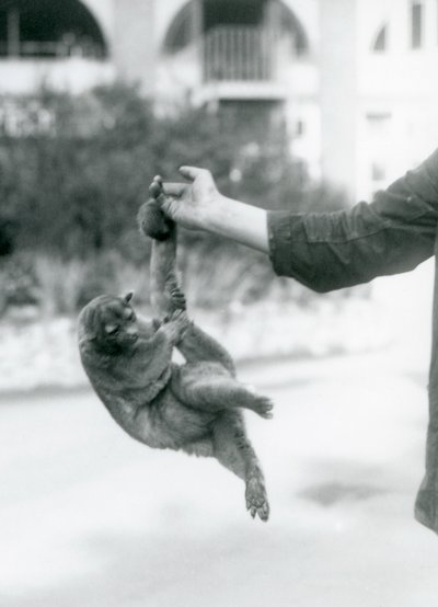 Kinkajou zavěšený z prstu chovatele za jeho chápavý ocas, Londýnská zoo, září 1925 od Frederick William Bond