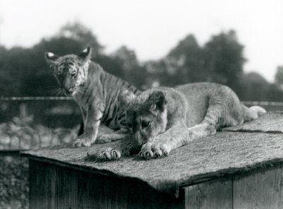 Mládě lva a tygra sedí společně na střeše svého doupěte, londýnská zoo, září 1925 (černobílá fotografie) od Frederick William Bond