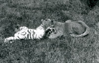 Mládě lva a tygra zápasí na trávě, Londýnská zoo, září 1925 (černobílá fotografie) od Frederick William Bond