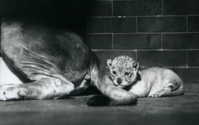 Lvíče leží za ocasem své matky, Londýnská zoo, říjen 1925 od Frederick William Bond