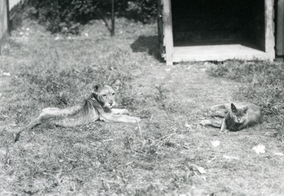 Lvíče ležící na trávníku, poblíž otevřené dřevěné bedny, s domácí kočkou, Londýnská zoo, červenec 1925 od Frederick William Bond