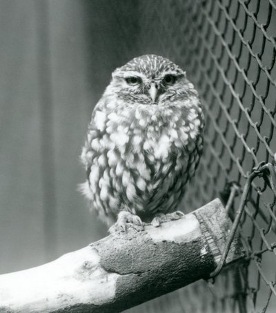 Malá sova sedící na větvi vedle drátěného pletiva výběhu, Londýnská zoo, listopad 1925 od Frederick William Bond