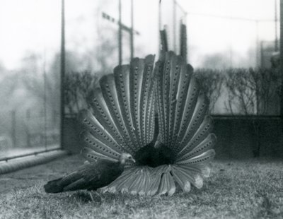 Samec Argus Bažant Velký Argus námluvy se samicí stojící vedle něj, Londýnská zoo, leden 1926 od Frederick William Bond