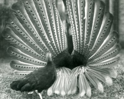 Samec bažanta argusovéhoBažant argusový předvádí námluvy, vedle něj stojí samice, Londýnská zoo, leden 1926 od Frederick William Bond