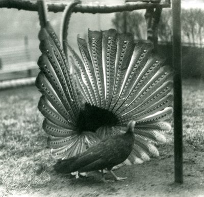 Samec bažanta argusovéhoBažant argusový předvádí námluvy, vedle něj stojí samice, Londýnská zoo, leden 1926 od Frederick William Bond