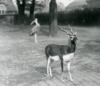 Samec Blackbuck nebo antilopy indické stojící ve výběhu v londýnské zoo, říjen 1926 (černobílá fotografie) od Frederick William Bond
