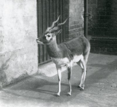 Samec Blackbuck stojící ve výběhu v londýnské zoo v červnu 1925 od Frederick William Bond