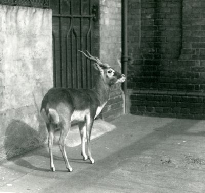 Samec Blackbuck stojící ve výběhu v londýnské zoo v červnu 1925 od Frederick William Bond