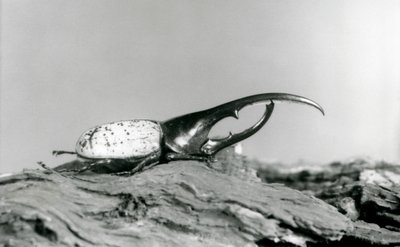 Samec Hercules Beetle odpočívá na kůře v londýnské zoo od Frederick William Bond