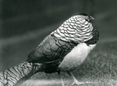 Samec bažanta lady Amherstové, stojící na trávě, londýnská zoo od Frederick William Bond