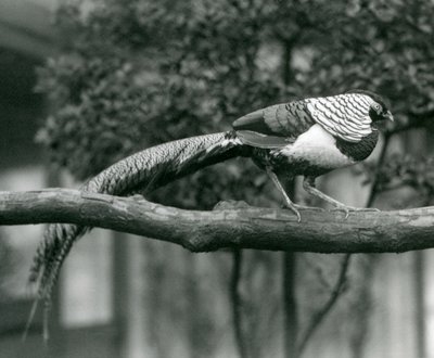 Samec bažanta lady Amherst, kráčející po vodorovné větvi, v londýnské zoo v roce 1926 od Frederick William Bond