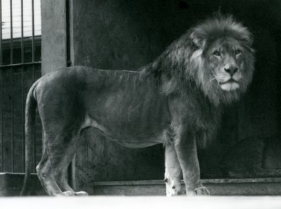 Lví samec v londýnské zoo, červen 1924 od Frederick William Bond