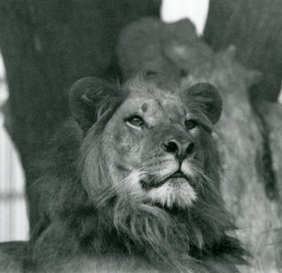 Lví samec v londýnské zoo v roce 1929 (černobílá fotografie) od Frederick William Bond