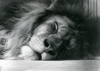 Lví samec spící ve svém výběhu v londýnské zoo v roce 1924 od Frederick William Bond
