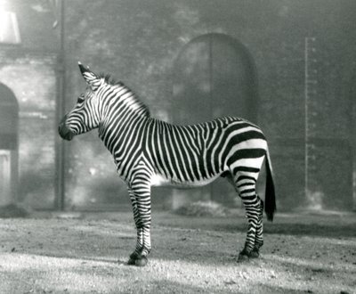 Samec zebry horské x Hartmanns Mountain Zebra stojící ve výběhu v londýnské zoo v září 1927 od Frederick William Bond