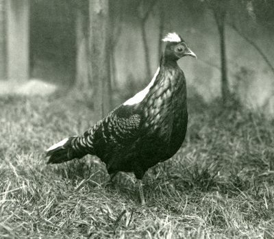 Samec bažanta Swinhoes v londýnské zoo, září 1923 od Frederick William Bond