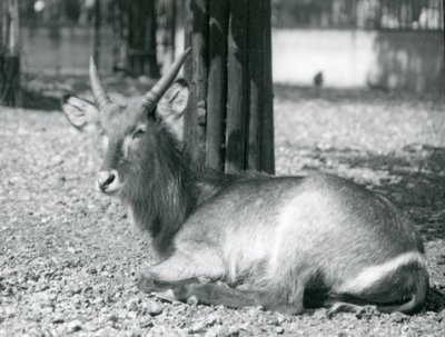 Samec Waterbuck, Kobus ellipsiprymnus, sedící ve svém výběhu v londýnské zoo, 20. léta od Frederick William Bond