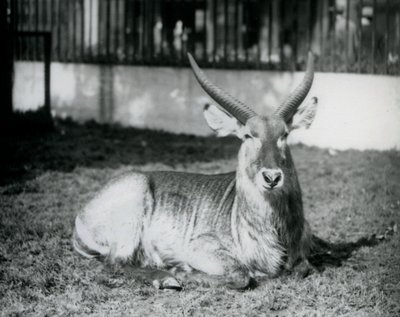 Samec Waterbuck ležící na trávě ve svém výběhu v londýnské zoo v roce 1928 (černobílá fotografie) od Frederick William Bond