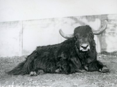 Samec Yak ležící ve svém výběhu v londýnské zoo v roce 1928 (černobílá fotografie) od Frederick William Bond