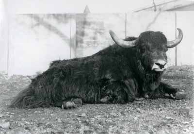 Samec Yak ležící ve svém výběhu v londýnské zoo v srpnu 1928 (černobílá fotografie) od Frederick William Bond
