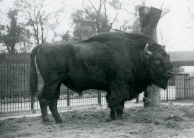 Zubr samec stojící na trávě ve výběhu. Londýnská zoo, říjen 1927. Zranitelný zubr evropský je známý také pod názvem Wisent nebo zubr lesní. od Frederick William Bond