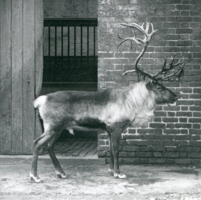 Dospělý jelen sob stojící ve svém výběhu v londýnské zoo v roce 1925 od Frederick William Bond
