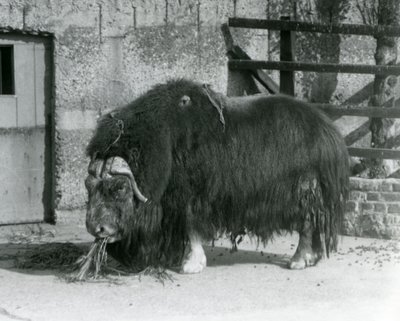Dospělý býk pižmoň, také hláskovaný Pižmoň a pižmoň stojící, jedí ve svém výběhu v londýnské zoo v roce 1931 (černobílá fotografie) od Frederick William Bond