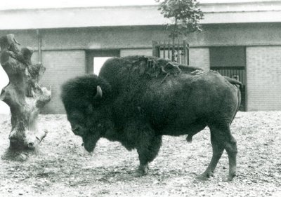 Téměř ohrožený americký býk Bison Buffalo stojící ve svém výběhu, londýnská zoo, 1927 od Frederick William Bond