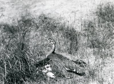 Téměř ohrožený drop arabský roztahující svá křídla blízko země mezi kouskem vysoké trávy, Londýnská zoo, červenec 1925 od Frederick William Bond