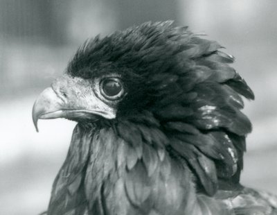 Téměř ohrožený Bateleur Eagle v londýnské zoo v roce 1927 od Frederick William Bond