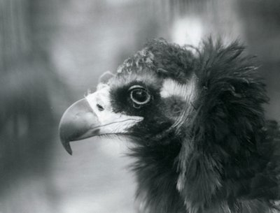 Téměř ohrožený Euroasijský černý sup v londýnské zoo, 1927 od Frederick William Bond