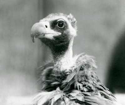 Téměř ohrožený Euroasijský černý sup v londýnské zoo, červenec 1926 od Frederick William Bond