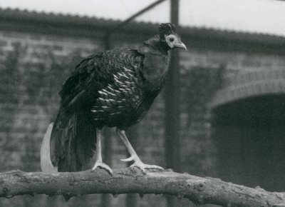Téměř ohrožený Viellots fireback nebo Crested fireback, stojící na větvi, London Zoo, 1927 od Frederick William Bond