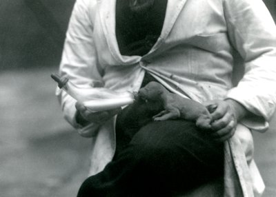Novorozené lvíče krmené z láhve svým chovatelem, londýnskou zoo, 1923 od Frederick William Bond