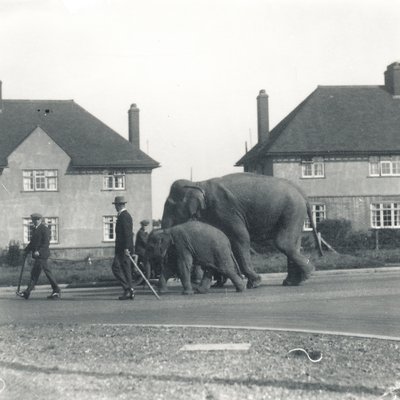 Pár indických slonů kráčejících z Tilbury do ZSL Whipsnade od Frederick William Bond