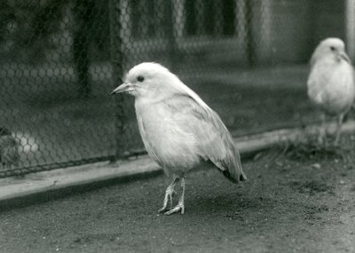 Pár Kagusů, nebo Cagous, stojící na podlaze jejich výběhu v londýnské zoo, 1927 od Frederick William Bond