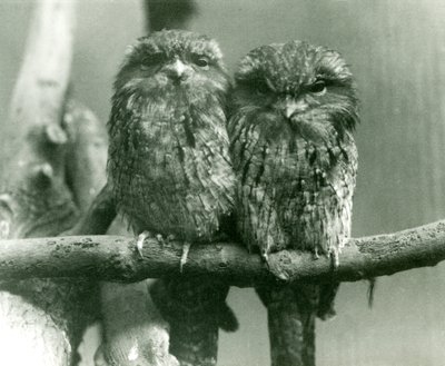 Pár Tawny Frogmouth sedí na větvi v londýnské zoo v roce 1924 od Frederick William Bond