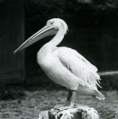 Pelikán stojící na pařezu v londýnské zoo v září 1925 od Frederick William Bond