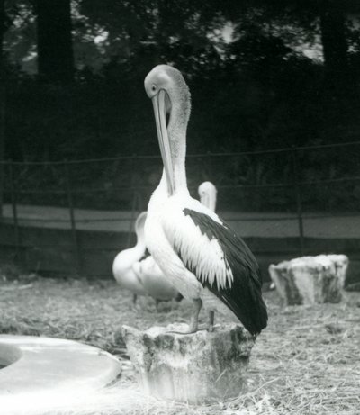 Pelikán, stojící na pařezu, předrývající si krk v londýnské zoo v září 1925 od Frederick William Bond