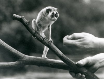 Štíhlý outloň stojící na větvi držené chovatelem, londýnská zoo, srpen 1926 od Frederick William Bond