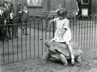 Malá dívka, Betty, drží hůl s jablkem na konci, aby vedla obří želvu, na které jede, Londýnská zoo, 1924 od Frederick William Bond